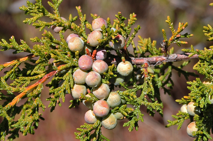 Redberry Juniper is a gymnosperm that is so named because of one of the common colors of the globose seed cones. Pollen seed cones develop from October to November. Juniperus coahuilensis 